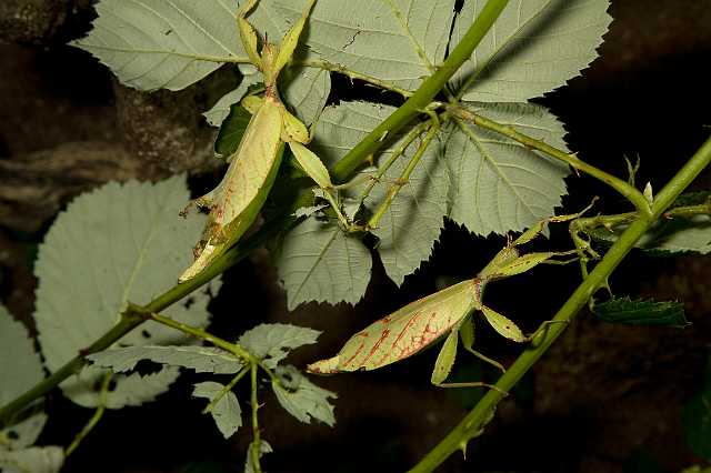 FH_091219_10856.jpg - Phyllium siccifolium - Wandelend blad