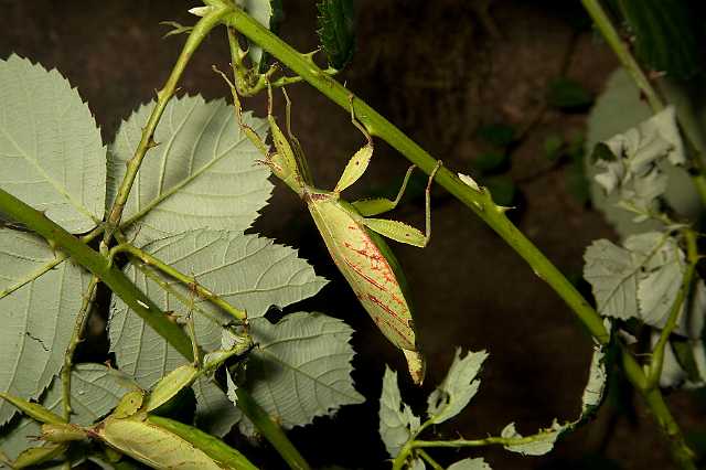 FH_091219_10857.jpg - Phyllium siccifolium - Wandelend blad