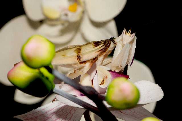 FH_110723_19858.jpg - Hymenopus coronatus - OrchideeÃ«nbidsprinkhaan (Malaysia)Insectarium Lizio