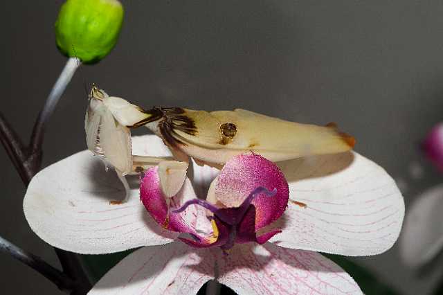 FH_110723_19859.jpg - Hymenopus coronatus - OrchideeÃ«nbidsprinkhaan (Malaysia)Insectarium Lizio