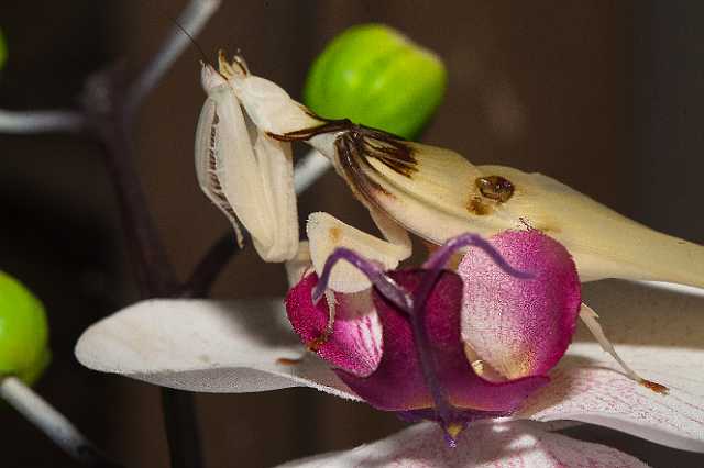 FH_110723_19861.jpg - Hymenopus coronatus - OrchideeÃ«nbidsprinkhaan (Malaysia)Insectarium Lizio