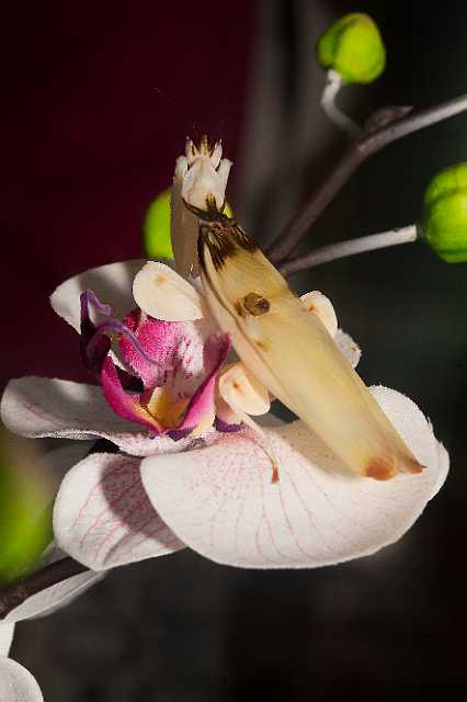 FH_110723_19863.jpg - Hymenopus coronatus - OrchideeÃ«nbidsprinkhaan (Malaysia)Insectarium Lizio