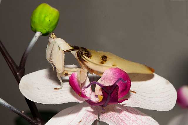 FH_110723_19865.jpg - Hymenopus coronatus - OrchideeÃ«nbidsprinkhaan (Malaysia)Insectarium Lizio