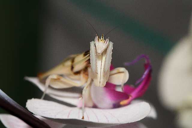 FH_110723_19869.jpg - Hymenopus coronatus - OrchideeÃ«nbidsprinkhaan (Malaysia)Insectarium Lizio