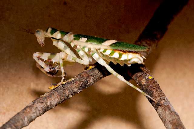 FH_110723_19875.jpg - Theopropus elegans - Bloemenbidsprinkhaan ( Malaysia)Insectarium Lizio