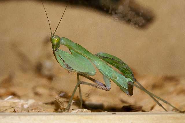 FH_110723_19878.jpg - Sphodromantis lineola (South Africa)Insectarium Lizio