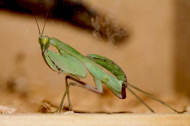 FH_110723_19879.jpg - Sphodromantis lineola (South Africa)Insectarium Lizio