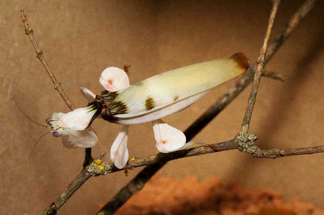 FH_110723_19881.jpg - Hymenopus coronatus - OrchideeÃ«nbidsprinkhaan (Malaysia)Insectarium Lizio