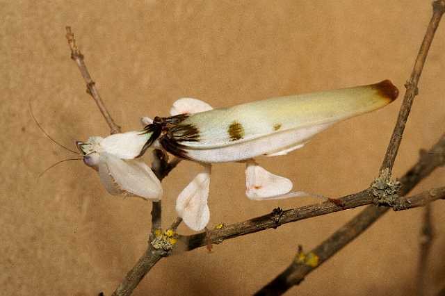 FH_110723_19882.jpg - Hymenopus coronatus - OrchideeÃ«nbidsprinkhaan (Malaysia)Insectarium Lizio