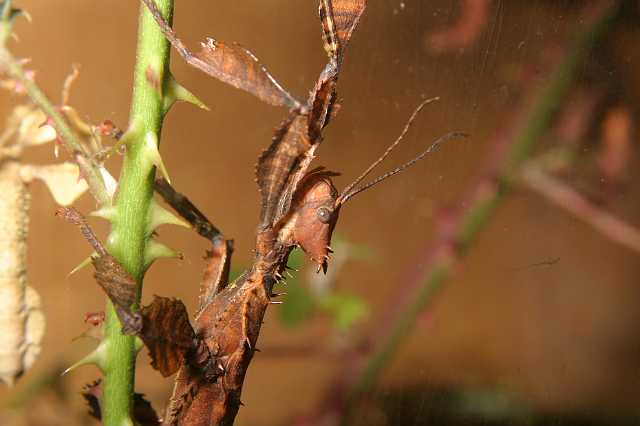 FH_2007_07_25_4125.jpg - Extatosoma tiaratum