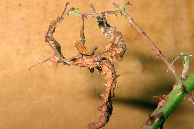 FH_2007_07_25_4126.jpg - Extatosoma tiaratum