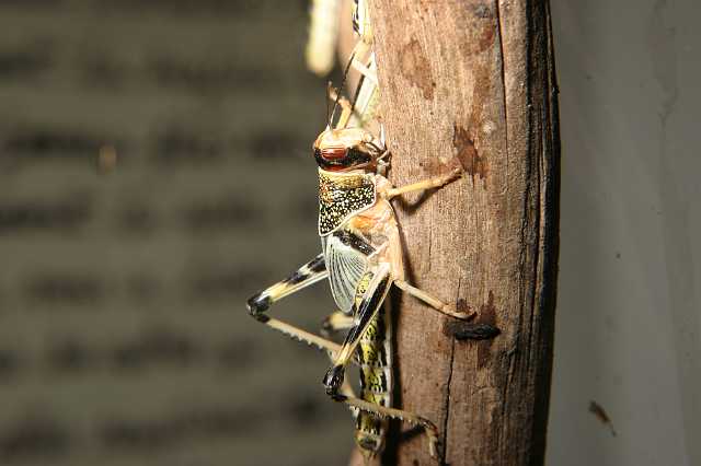 FH_2007_07_25_4145.jpg - Chistocerca gregara - woestijnsprinkhaan