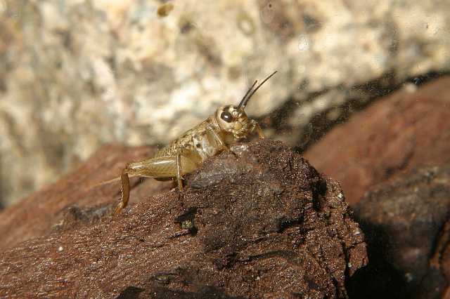 FH_2007_07_25_4154.jpg - Acheta domestica (huiskrekel)