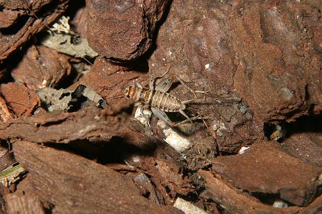 FH_2007_07_25_4156.jpg - Acheta domestica (huiskrekel)