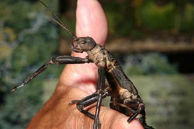 FH_2007_07_25_4162.jpg - Eurycantha calcarata