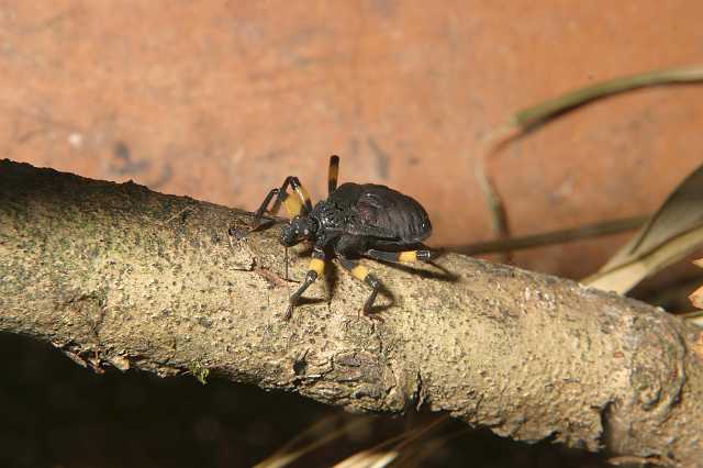 FH_2007_07_25_4165.jpg - Platymeris biguttata juv. (roofwants)