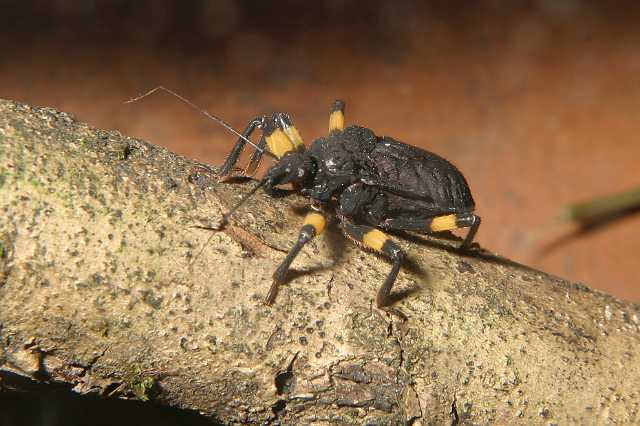 FH_2007_07_25_4166.jpg - Platymeris biguttata juv. (roofwants)