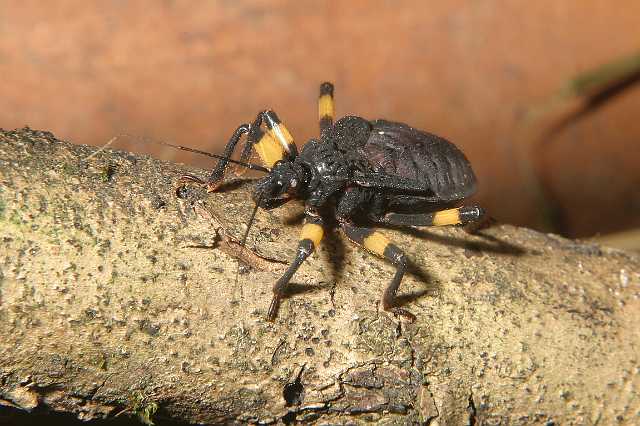 FH_2007_07_25_4168.jpg - Platymeris biguttata juv. (roofwants)