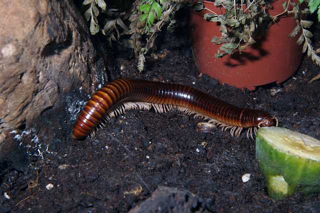 FH_2007_07_25_4186.jpg - Millipede (Diplopoda) - MILJOENPOOT