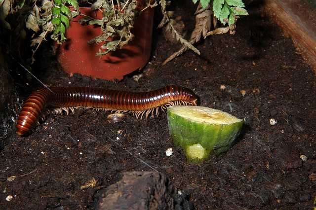 FH_2007_07_25_4188.jpg - Millipede (Diplopoda) - MILJOENPOOT