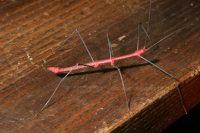 FH_2007_07_25_4203.jpg - Oreophoetes peruana (de rode varentak)- male