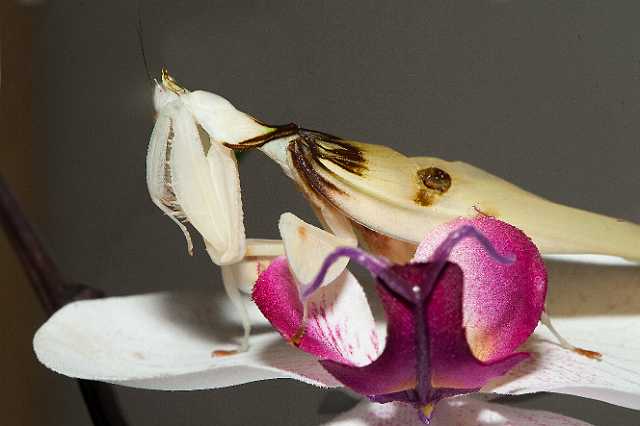 FH_110723_19860.jpg - Hymenopus coronatus - Orchideeënbidsprinkhaan (Malaysia) -