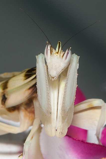 FH_110723_19867.jpg - Hymenopus coronatus - Orchideeënbidsprinkhaan (Malaysia)