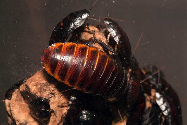 FH_110723_19892.jpg - Gromphadorhina portentosa - Sissende kakkerlak