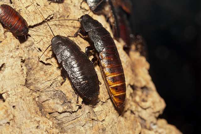 FH_110723_19896.jpg - Gromphadorhina portentosa - Sissende kakkerlak -