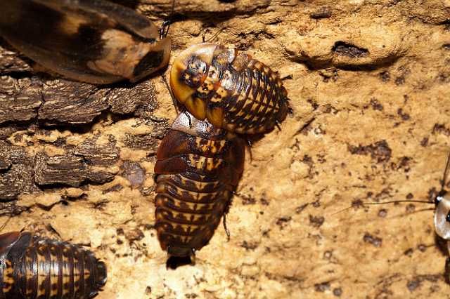 FH_110723_19902.jpg - Blaberus craniifer - Doodshoofdkakkerlak -