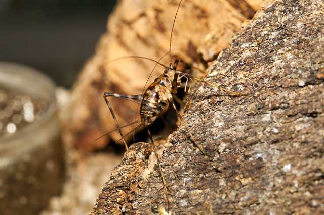 FH_110723_19907.jpg - Phaeophilacris bredoides - Grottenkrekel