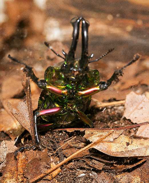 FH_110723_19919.jpg - Phalacrognathus muelleri (Australia) -