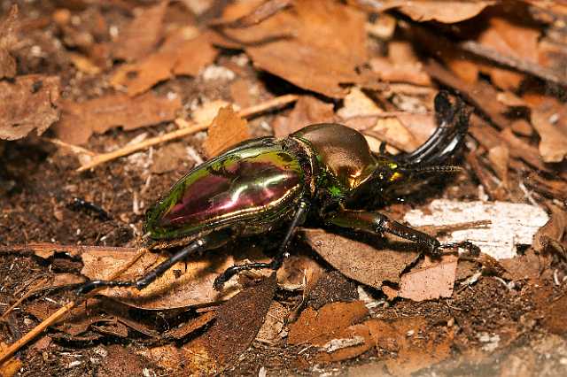 FH_110723_19920.jpg - Phalacrognathus muelleri (Australia)