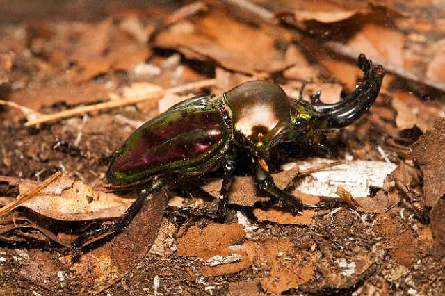 FH_110723_19921.jpg - Phalacrognathus muelleri (Australia) -