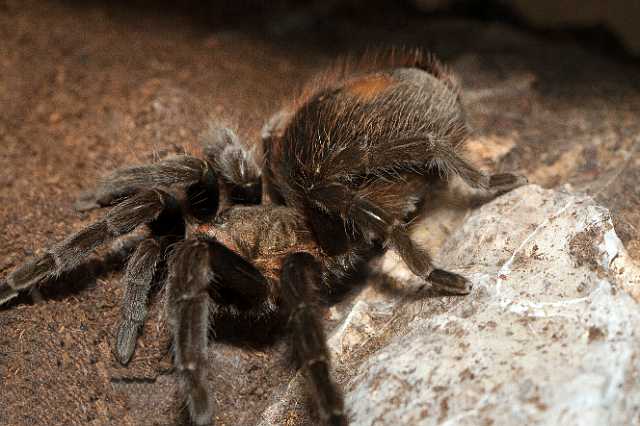 FH_110723_19937.jpg - Brachypelma vagans - Mexicaanse roodrompvogelspin (Mexico)