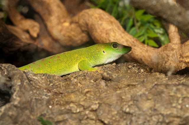 FH_110723_19942.jpg - Phelsuma madagascariensis -