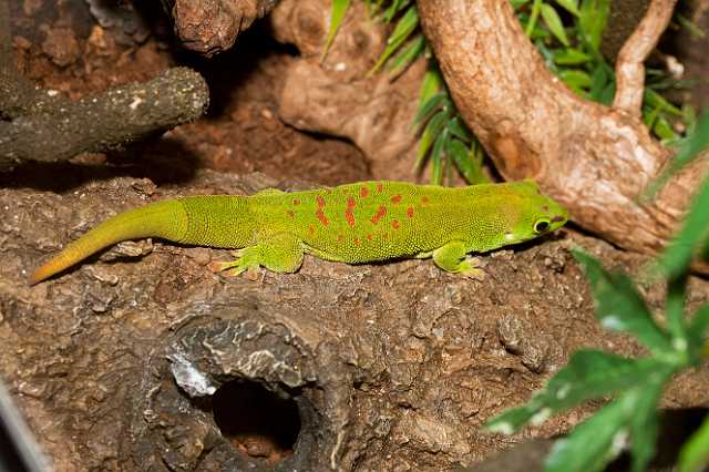 FH_110723_19944.jpg - Phelsuma madagascariensis -