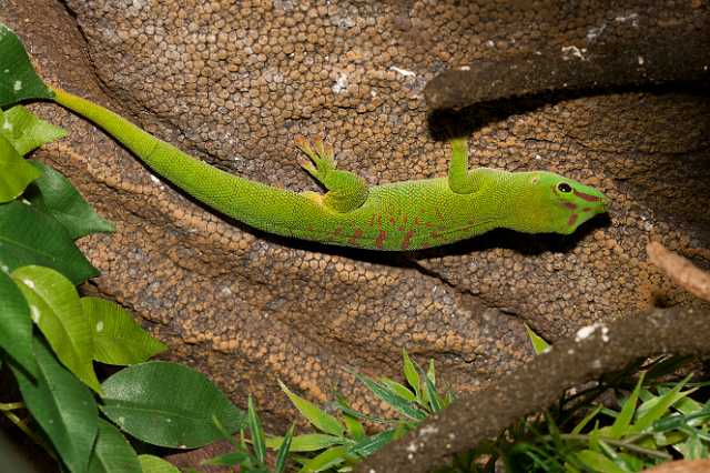 FH_110723_19945.jpg - Phelsuma madagascariensis - Insectarium Lizio