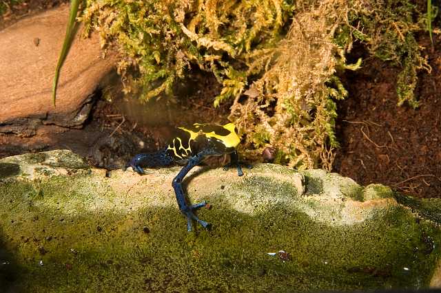 FH_070922_4509.jpg - Dendrobates tinctorus