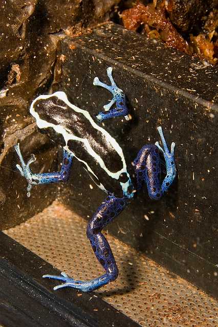 FH_070922_4548.jpg - Dendrobates tinctorus