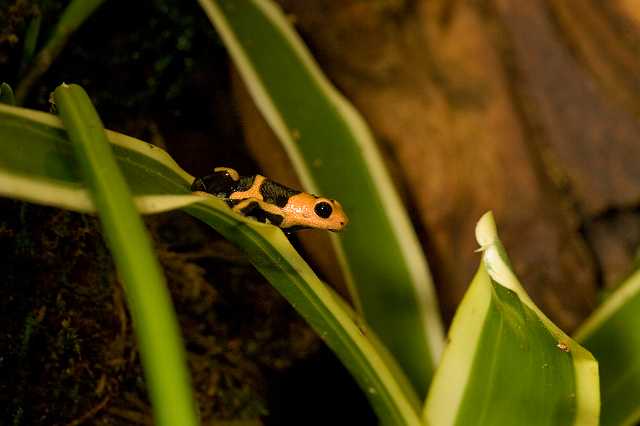 FH_081110_6936.jpg - Dendrobates tinctorius