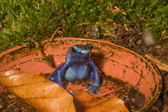 FH_081110_6947.jpg - Dendrobates tinctorius (azureus)