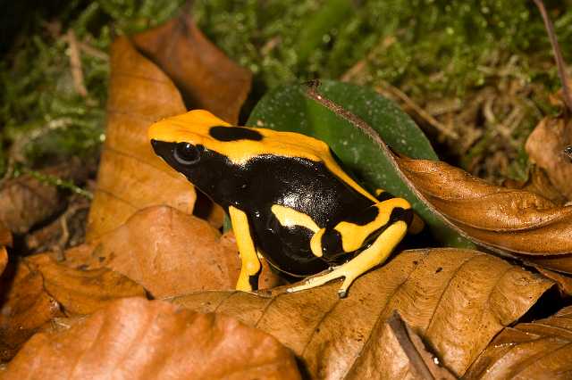 FH_081110_6948.jpg - Dendrobates tinctorius