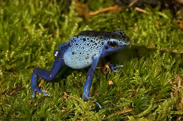 FH_081110_6952.jpg - Dendrobates tinctorius (azureus)