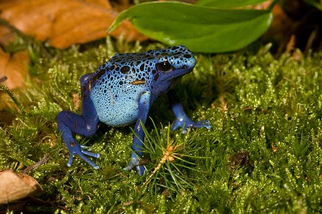 FH_081110_6953.jpg - Dendrobates tinctorius (azureus)