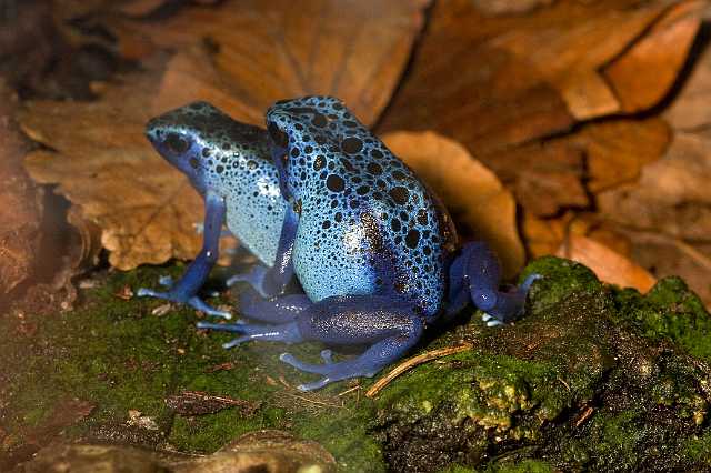 FH_081110_6957.jpg - Dendrobates tinctorius (azureus)