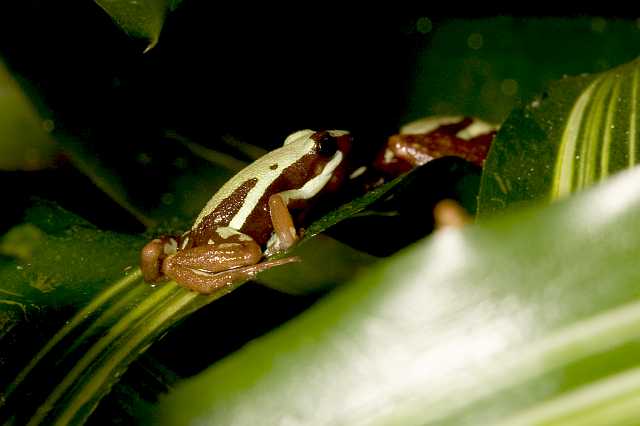 FH_081110_6958.jpg - Epipedobates tricolor