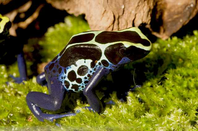 FH_090621_8656.jpg - Dendrobates sp.