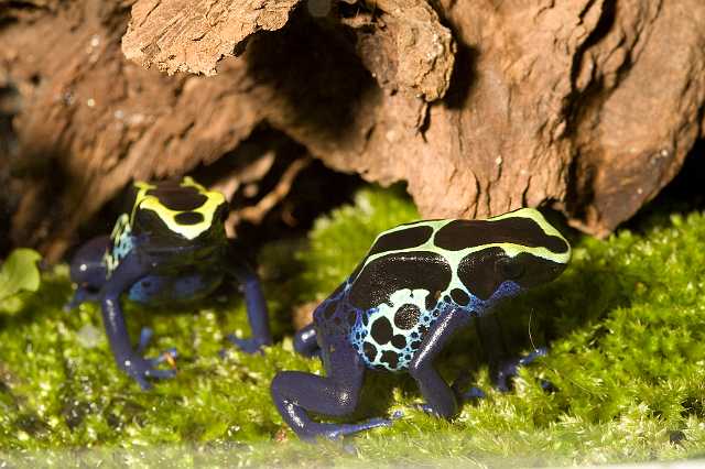 FH_090621_8657.jpg - Dendrobates sp.