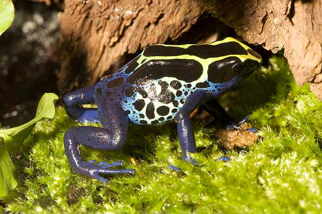 FH_090621_8668.jpg - Dendrobates sp.